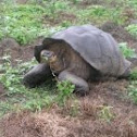 Galápagos tortoise