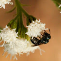 Halictid bee