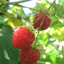 Raspberry