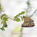 Monarch Butterfly