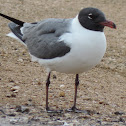 Laughing Gull
