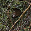 Blackbelly Salamander