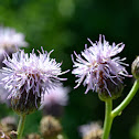 Plume Thistle