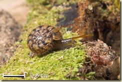 Flesh eating snails