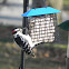 Hairy Woodpecker