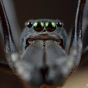 Ant Mimicking Jumpng Spider (Male)