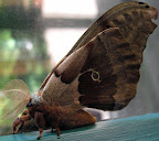 Polyphemus moth on our back door. Tried to get a good shot of it -- all of it.