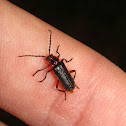 Two-lined Leatherwing