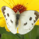 Indian Cabbage White