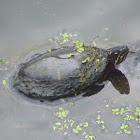 Eastern Painted Turtle
