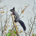 Eurasian red squirrel