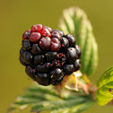 Blackberry Bush