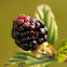 Blackberry Bush