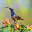 Loten's Sunbird