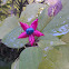 Clerodendrum trichotomum