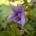 Wild Violet