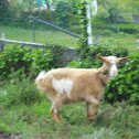 cabra comun