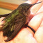 Ruby throated hummingbird