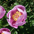 Rosa-Albardeira