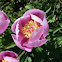 Rosa-Albardeira