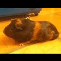 Guinea pig
