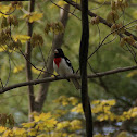 Rose-breasted Grosbeak