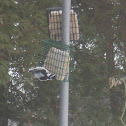 Downy Wood-Pecker (female)