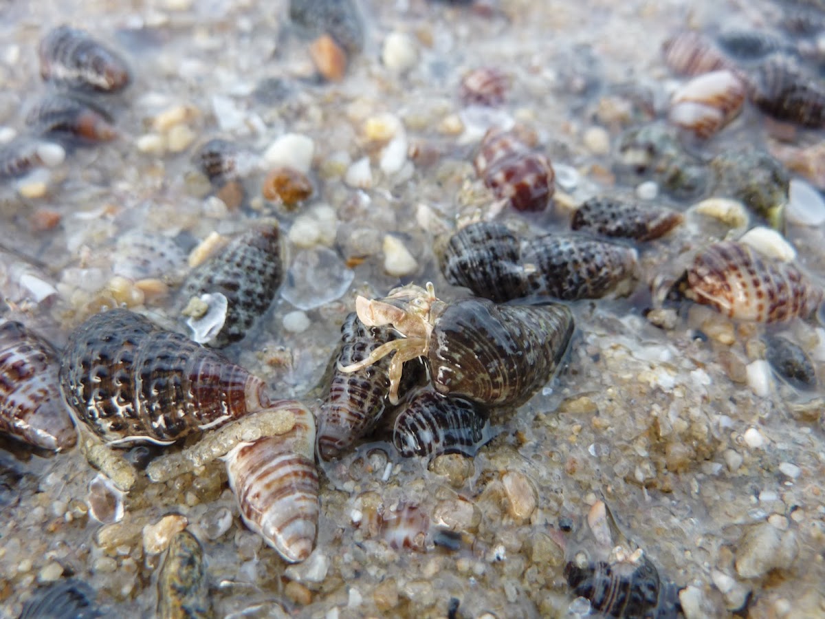 Hermit Crab + Acanthina punctulata