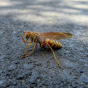 Paper Wasp