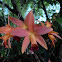 orchid