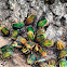 Green June Beetle