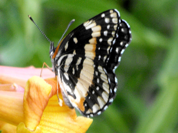 Spotting Image 1