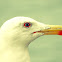 European Herring Gull