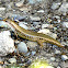 Spotted Skink