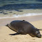 Hawaiian Monk Seal