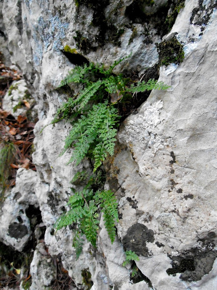 Spotting Image 1