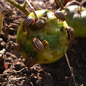 Colorado Beetle