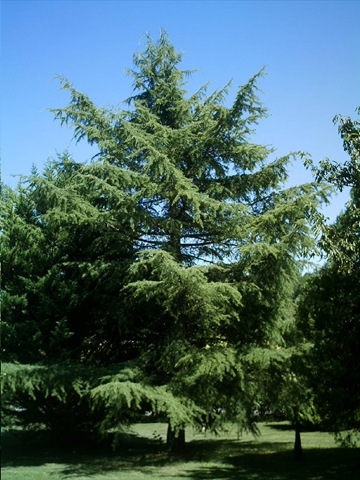 [fir tree.jpg]