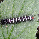 Moth Caterpillar