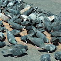 Feral Pigeon