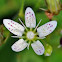 Round-leaved Saxifrage