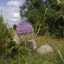 Common Teasel, Wilde Karde
