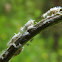 Leafhopper nymph