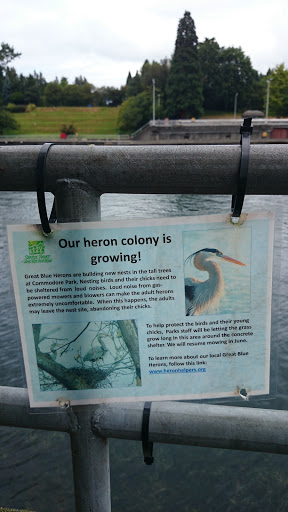 Growing Heron Colony