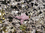 Sea star above the tide line on a rock.