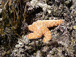 Orange sea star.