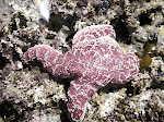 Purple sea star.