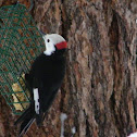 White-headed Woodpecker