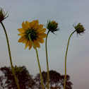 Yellow Flower