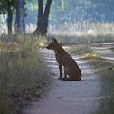 Dhole (Indian wild dog)